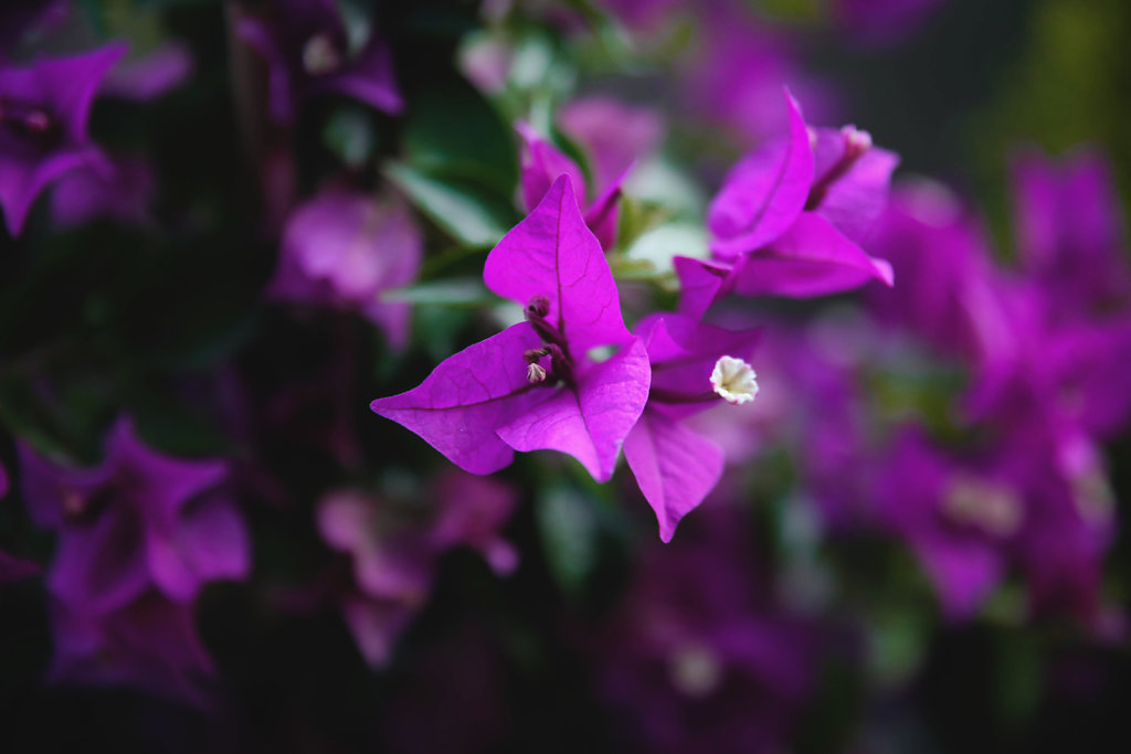 Fleurs de Bretagne