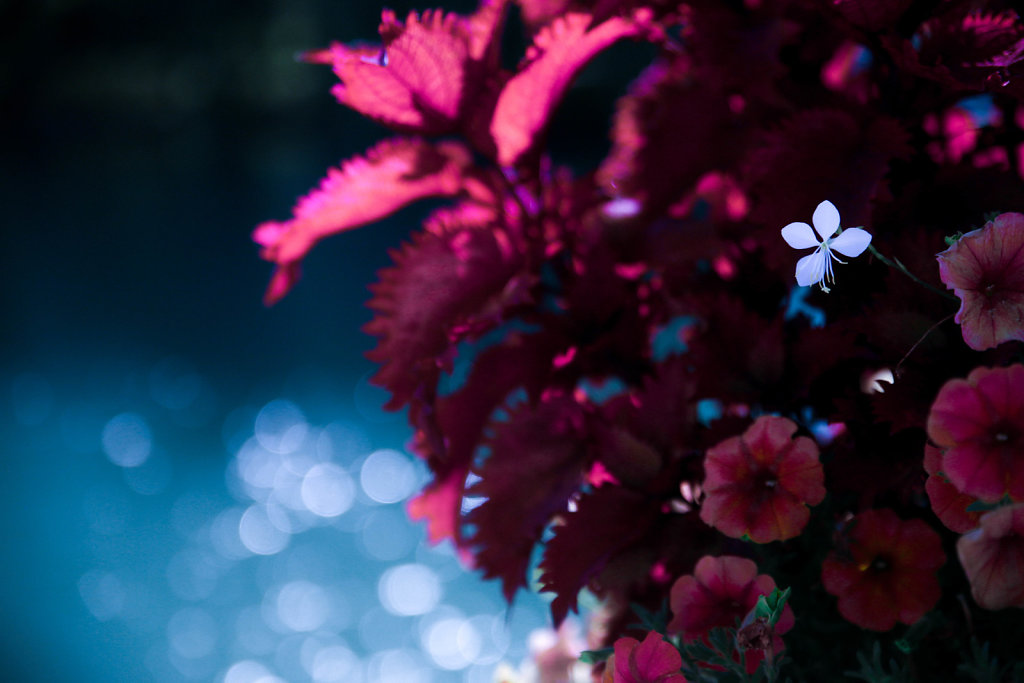 Fleurs & Bokeh