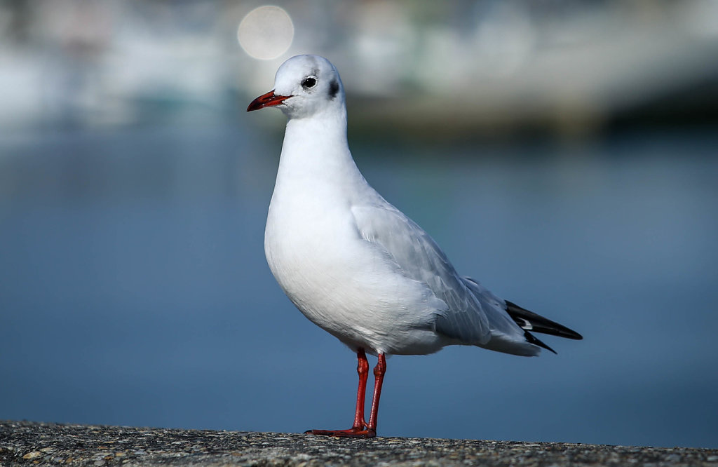 Mouette