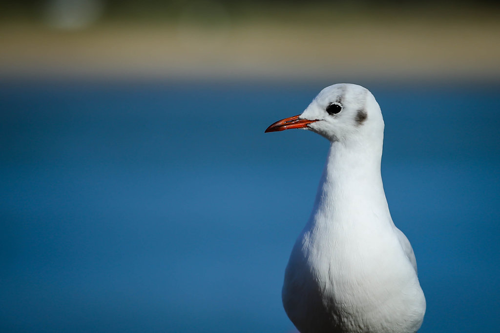 Mouette