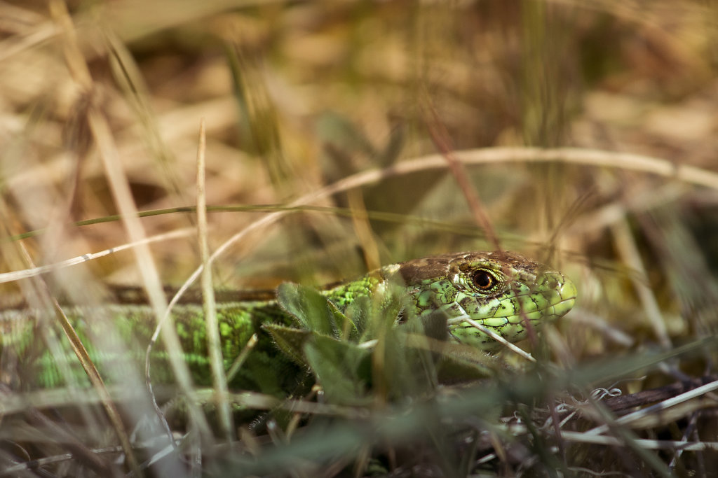 Lézard